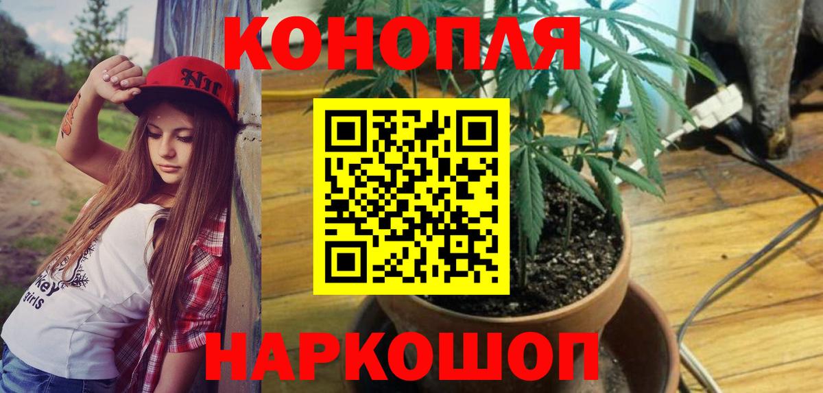 Канабис сатива Северск